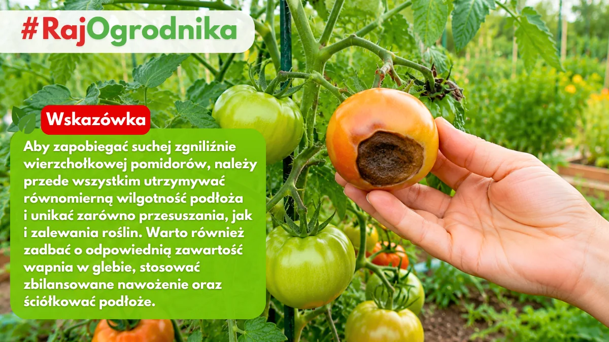 Jak wygląda sucha zgnilizna wierzchołkowa pomidorów blog sklep rajogrodnika